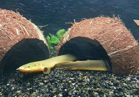 rope fish|Rope Fish: A Complete Guide to Care and Keeping.